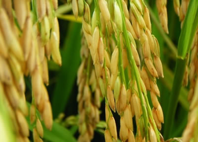 富硒種植技術(shù),富硒水稻種植技術(shù)